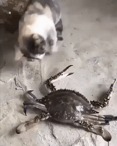 Red Crab Smiling Dios Te Bendiga Ponchin