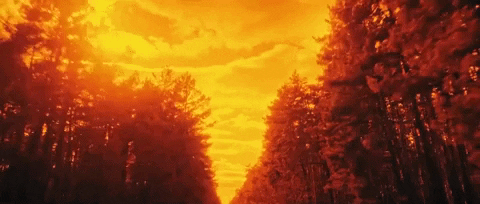 Red Dawn Lush Forest GIF