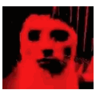 Red Dog Close Up Dark Background
