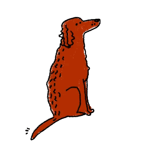 Red Dog Looking Up