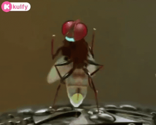 Red-Eyed Fly on Metal