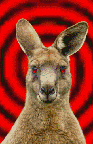 Red-Eyed Kangaroo on Red Spiral