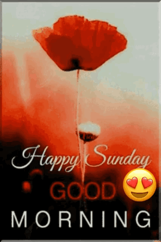 Red Flower Happy Sunday Good Morning GIF
