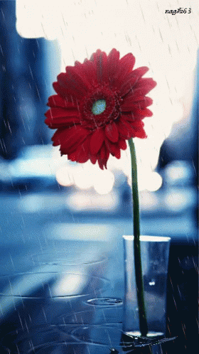 Red Flower In Clear Vase Naghib63 GIF
