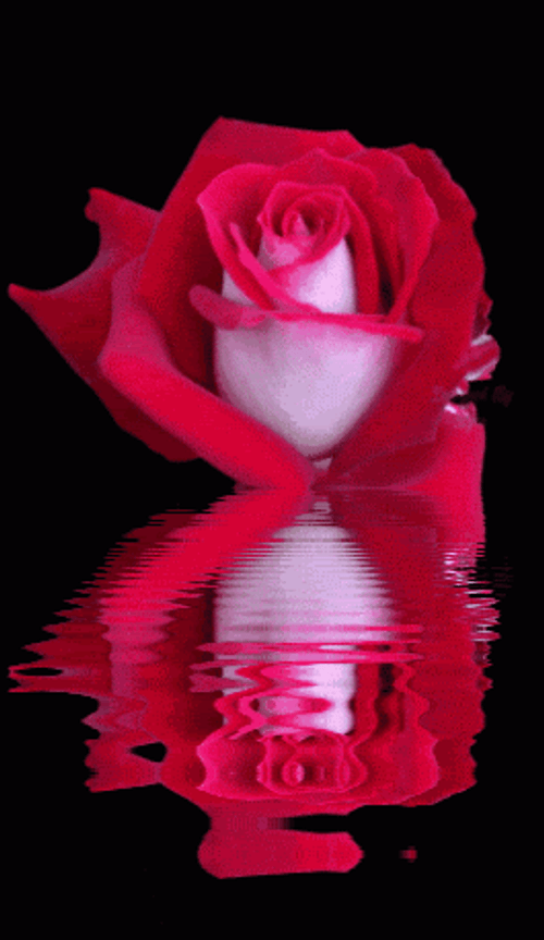 Red Flower Reflection GIF