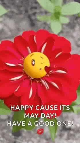 Red Flower Smiley With Happy May Day GIF