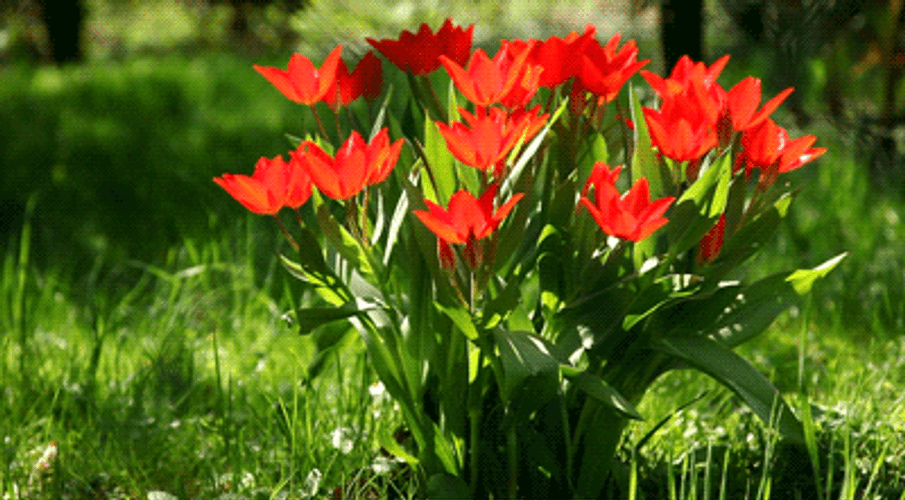 Red Flowers Bloom GIF