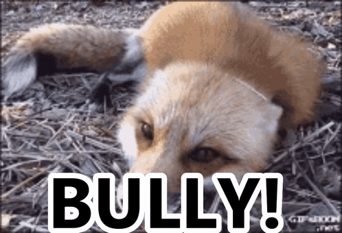 Red Fox Bully GIF