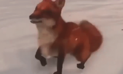Red Fox Running in Snow
