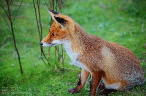 Red Fox Sitting in Grass Looking Right