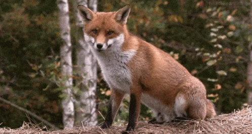 Red Fox Sitting on Hay in Woods