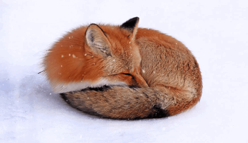Red Fox Sleeping in Snow