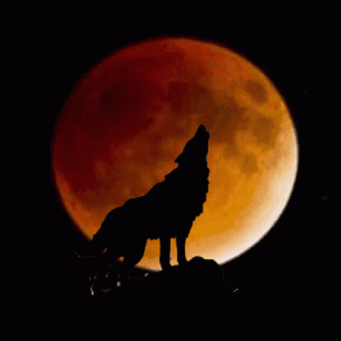 Red Full Moon Wolf Silhouette GIF