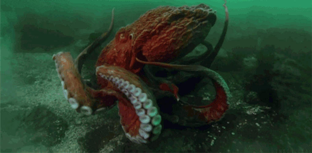 Red Giant Octopus Under The Sea GIF