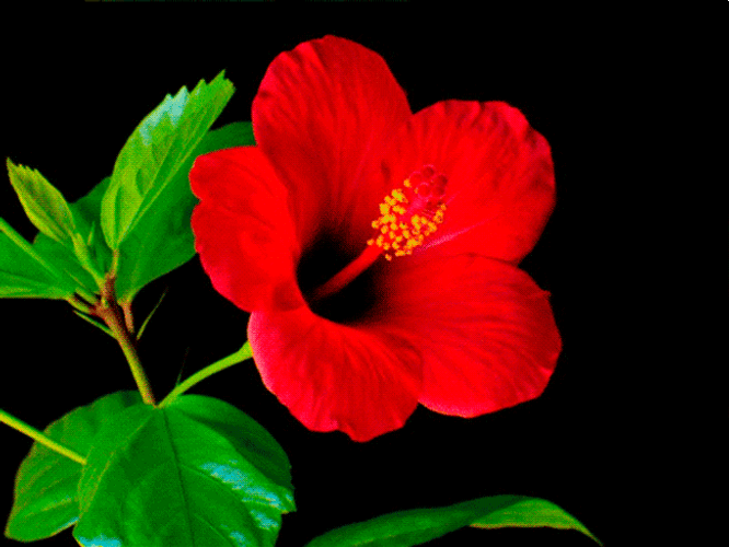 Red Hibiscus Flower GIF