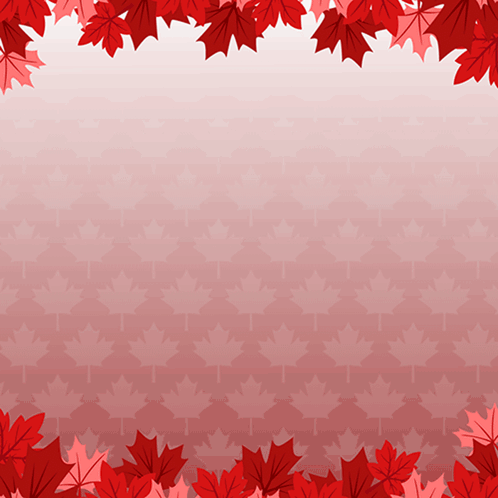 red maple leaves on a pink background with a gradient