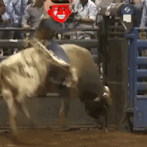 Red Masked Man Riding Bull