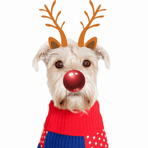 Red Nose Sleigh Christmas Dog GIF