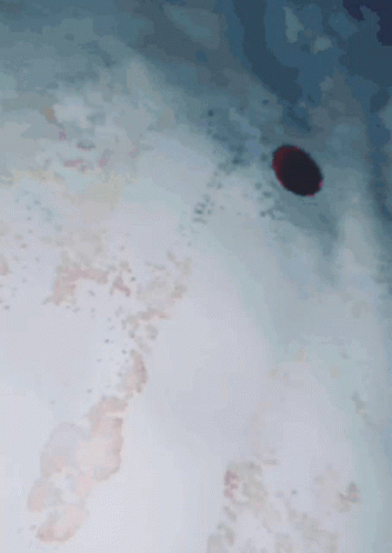 Red Object on White Surface