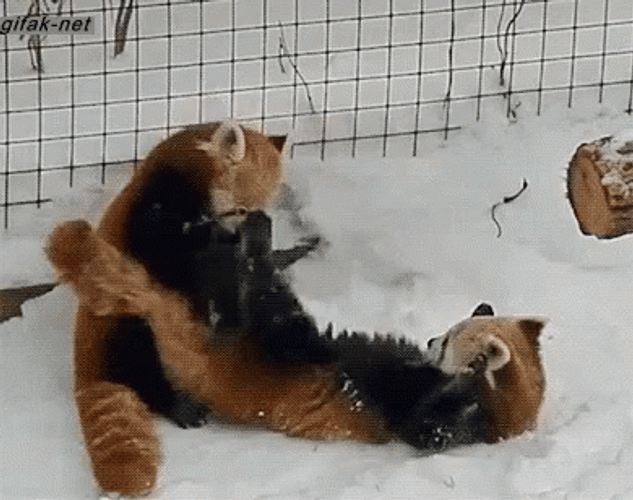 red panda pounce gif