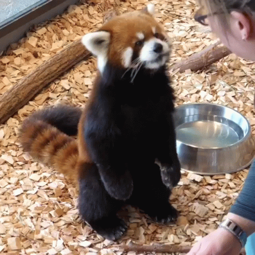 Red Panda Facing Human GIF