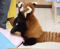 Red Panda Forcing To Get Food GIF