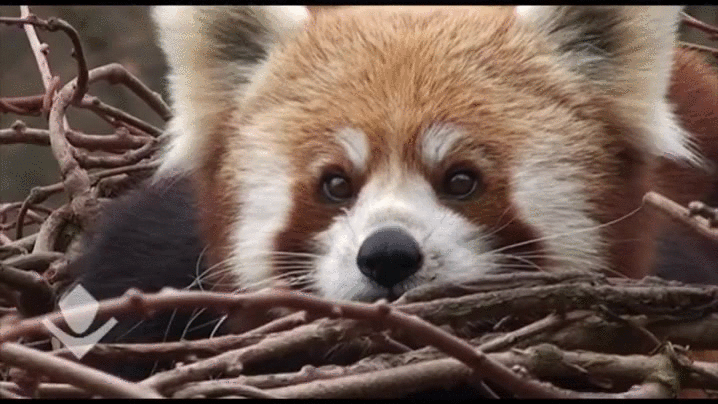 Red Panda In Forrest GIF