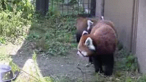 Red Panda Jumping Fail GIF