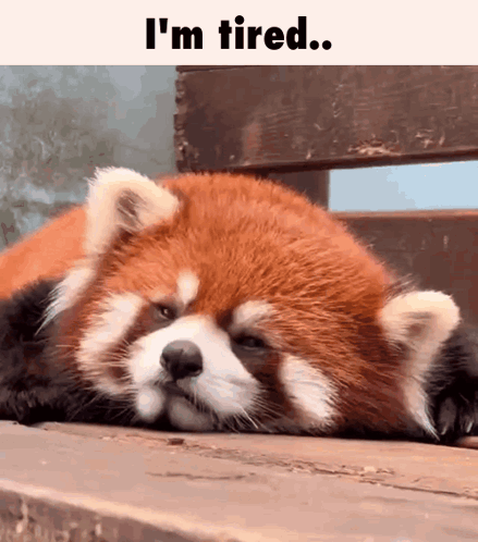 Red Panda Laying On Wooden Bench Says I'm Tired GIF