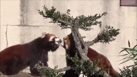 Red Panda Licks Love GIF
