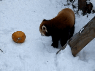 Red Panda Playing With Ball GIF