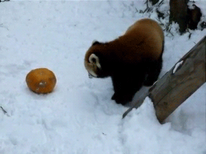 Red Panda Rolling In Snow GIF