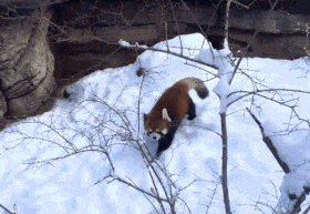 Red Panda Rolling In Snow GIF