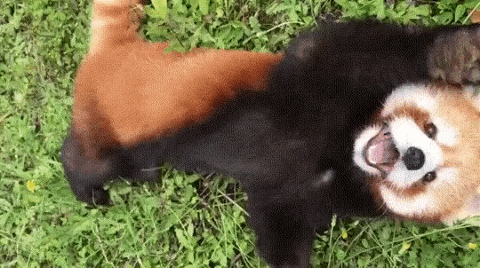 Red Panda Rolling On Ground GIF