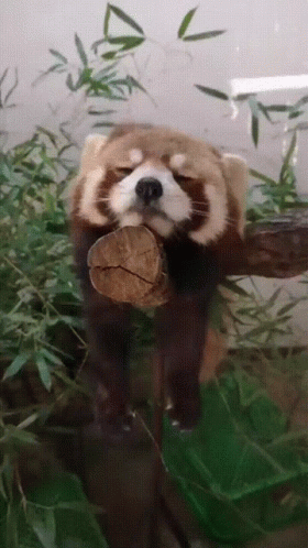 Red Panda Sleeping On Tree Branch GIF