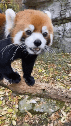Red Panda Standing On Tree Branch GIF
