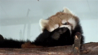 Red Panda Yawning And Stretching GIF