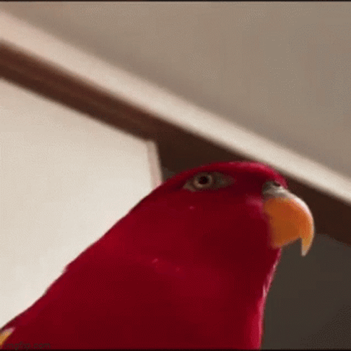 Red Parrot Camera Zoom GIF