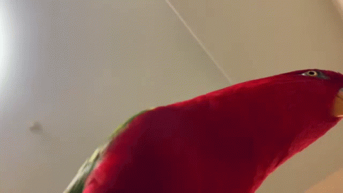 Red Parrot Face with Yellow Beak