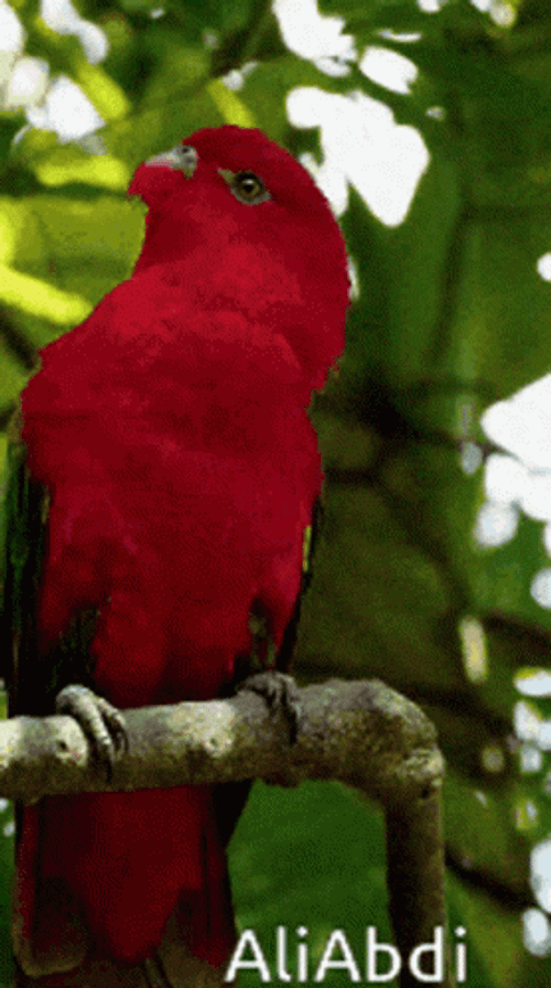 Red Parrot In The Forest GIF