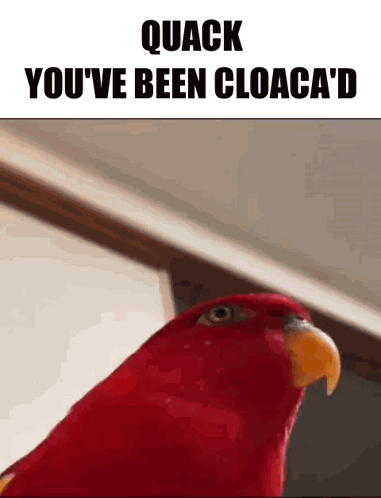Red Parrot Quack You've Been Cloaca'd