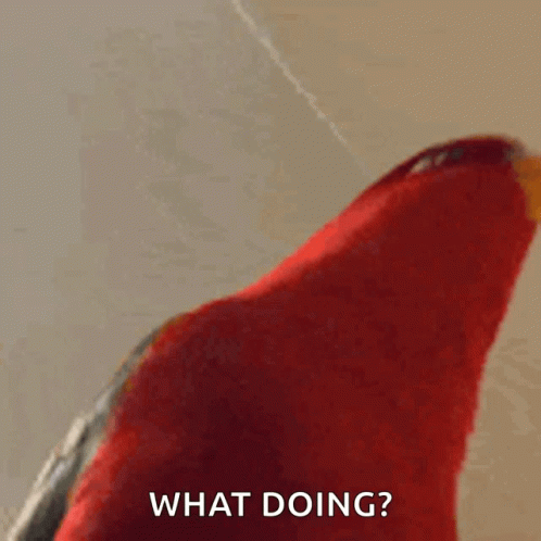 Red Parrot Saying What Doing