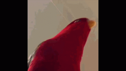 Red Parrot With Blood on Beak Saying Naber