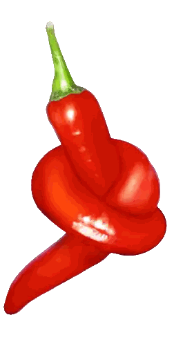 Red Pepper Twisted in Knot