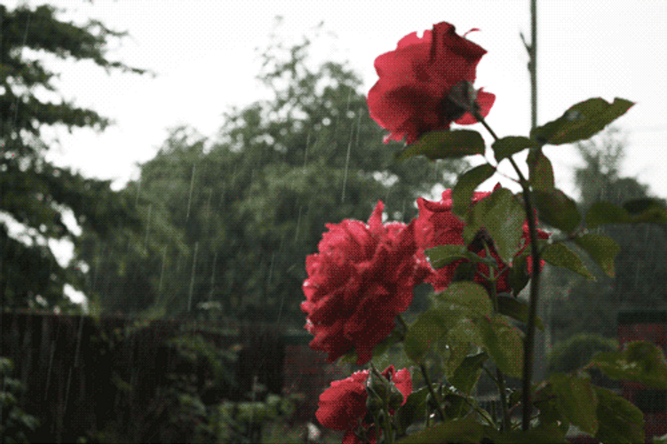 Red Rose Flowers Rain GIF