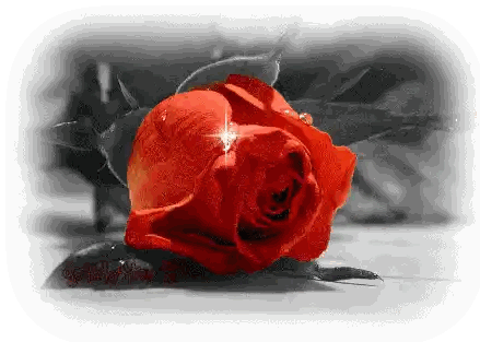 Red Rose Get Lucky Fun