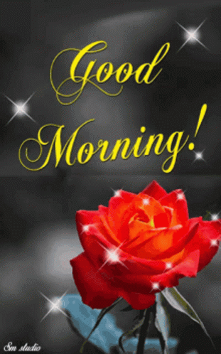 Red Rose Good Morning