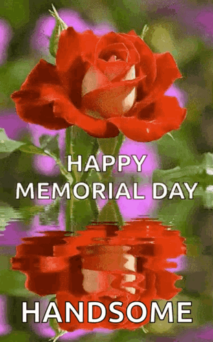 Red Rose Happy Memorial Day Handsome