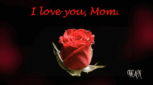 Red Rose I Love You Mom