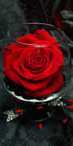 Red Rose in Glass Bowl With Butterfly